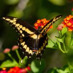 A butterfly in the Memphis Botanic Garden, Memphis, Tennessee