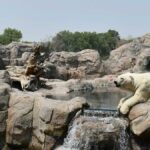 Polar bears at the ABQ BioPark Zoo in Albuquerque, New Mexico.