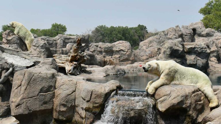 Polar bears at the ABQ BioPark Zoo in Albuquerque, New Mexico.