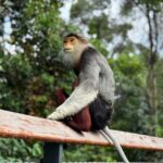 A red-shanked douc langur at Rainforest Wild ASIA in Singapore.