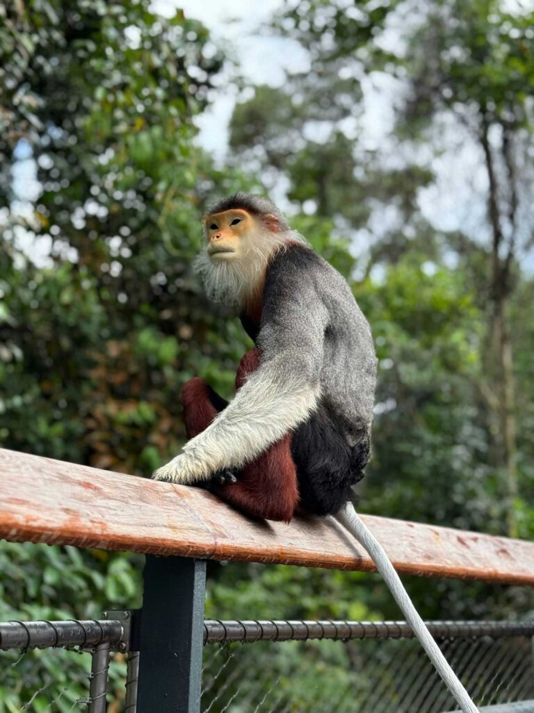 A red-shanked douc langur at Rainforest Wild ASIA in Singapore.