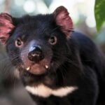 A Tasmanian devil at Rainforestation Nature Park in Kuranda, Queensland.