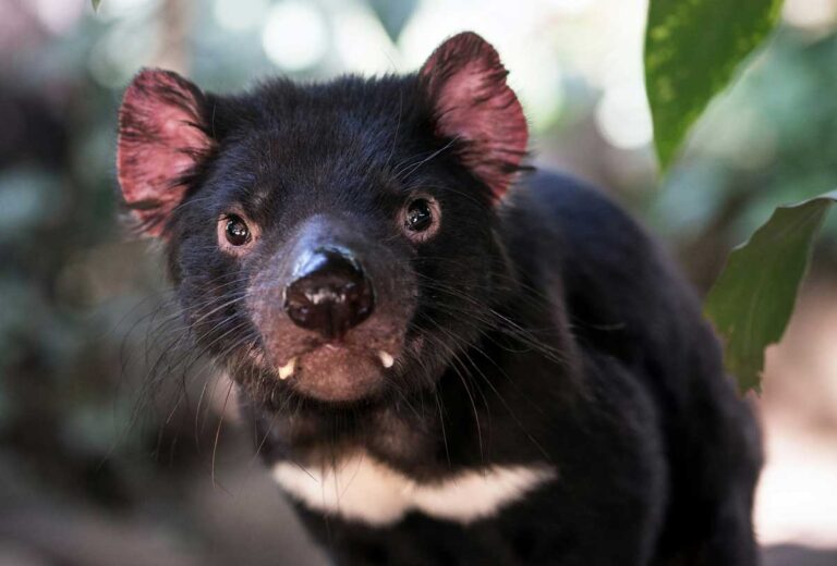 A Tasmanian devil at Rainforestation Nature Park in Kuranda, Queensland.