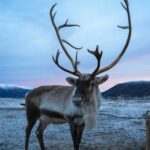 Reindeer are icons of the Arctic.