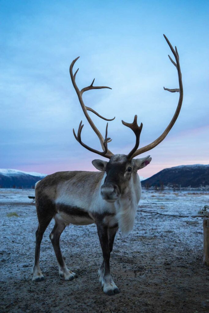Reindeer are icons of the Arctic.