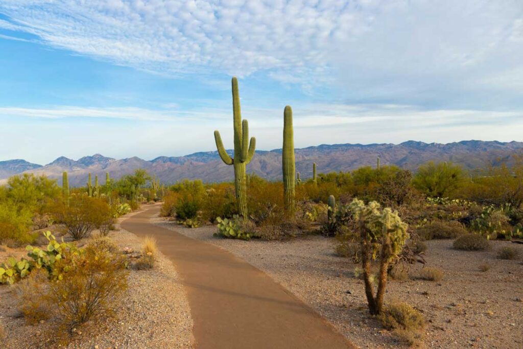 Saguaro National Park in Tucson, Arizona.