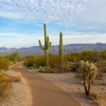 Saguaro National Park in Tucson, Arizona.