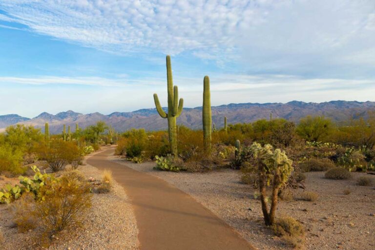Saguaro National Park in Tucson, Arizona.
