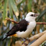 One of the birds at Toledo Zoo in Toledo, Ohio.