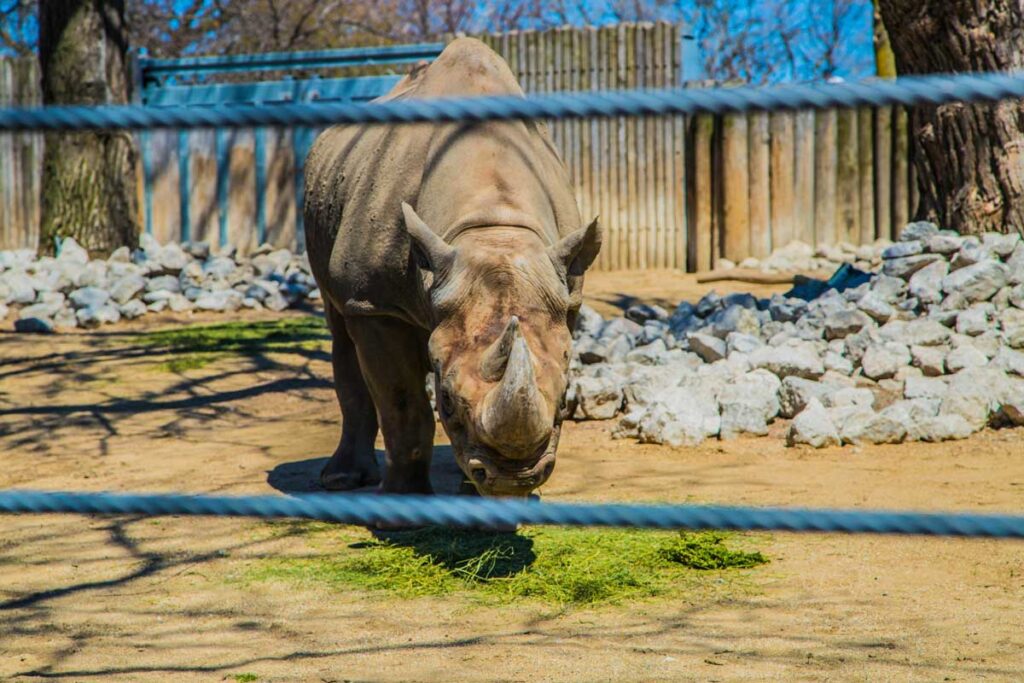 A rhino at Lincoln Park Zoo, Chicago.