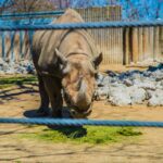 A rhino at Lincoln Park Zoo, Chicago.