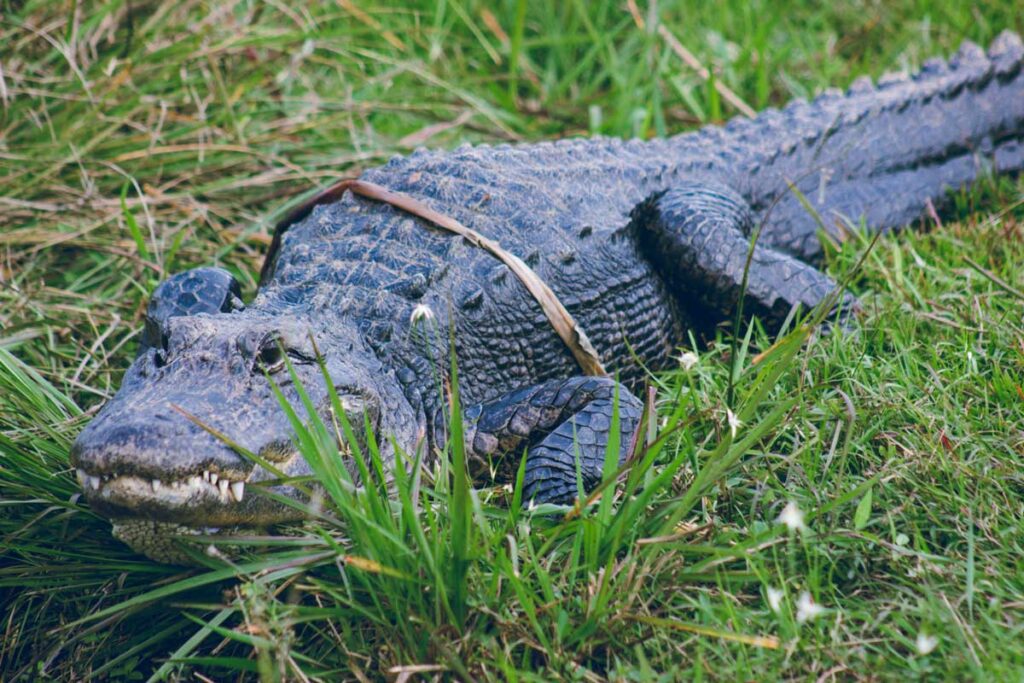 One of Florida's many. many alligators.