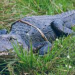 One of Florida's many. many alligators.