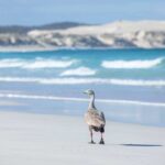 Almonta Beach in Coffin Bay National Park, South Australia.