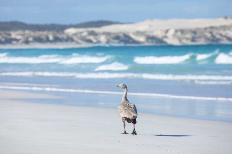 Almonta Beach in Coffin Bay National Park, South Australia.