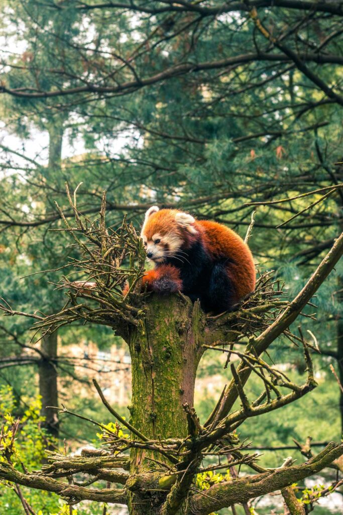 A red panda at Central Park Zoo in New York City.