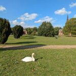 A swan in Clumber Park near Worksop in Nottinghamshire.