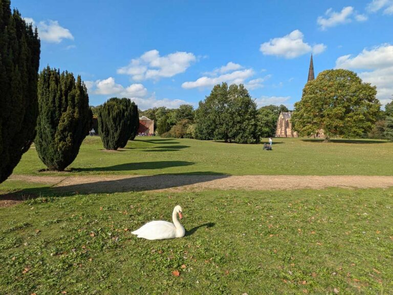 A swan in Clumber Park near Worksop in Nottinghamshire.