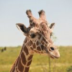 A giraffe at Columbus Zoo and Aquarium, Ohio.