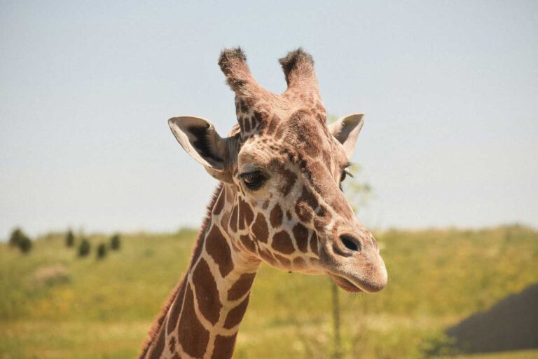 A giraffe at Columbus Zoo and Aquarium, Ohio.