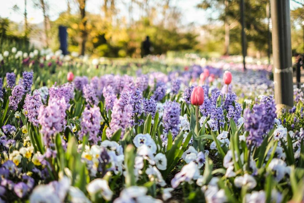 Flowers in Commonwealth Park, Canberra.