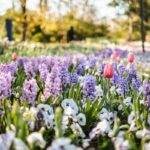 Flowers in Commonwealth Park, Canberra.