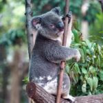 One of the koalas at Currumbin Wildlife Sanctuary on Queensland's Gold Coast.