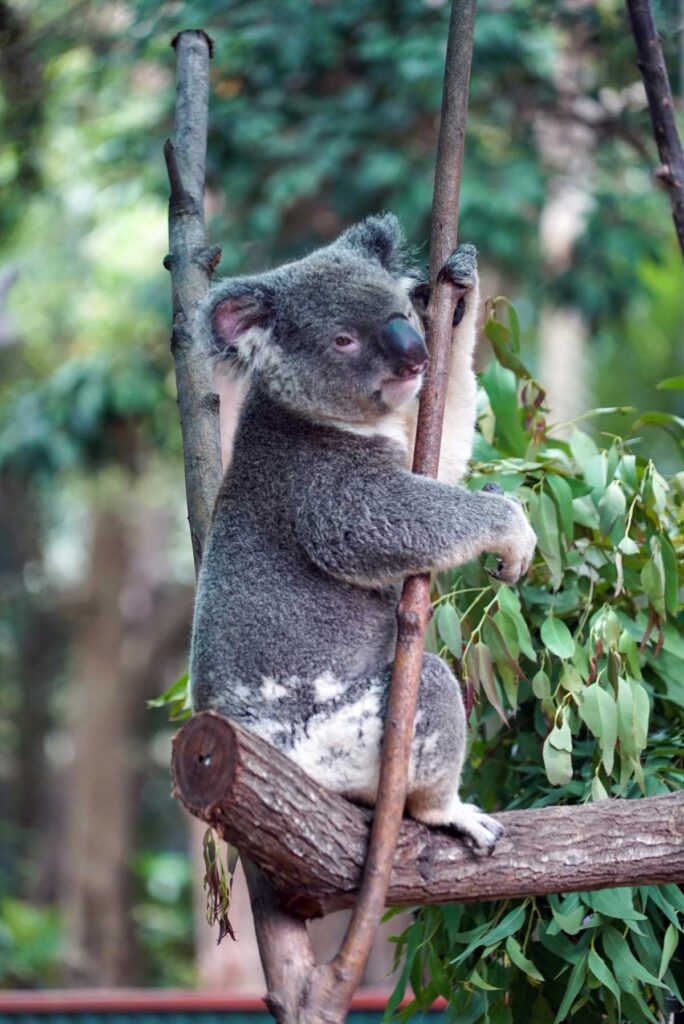 One of the koalas at Currumbin Wildlife Sanctuary on Queensland's Gold Coast.