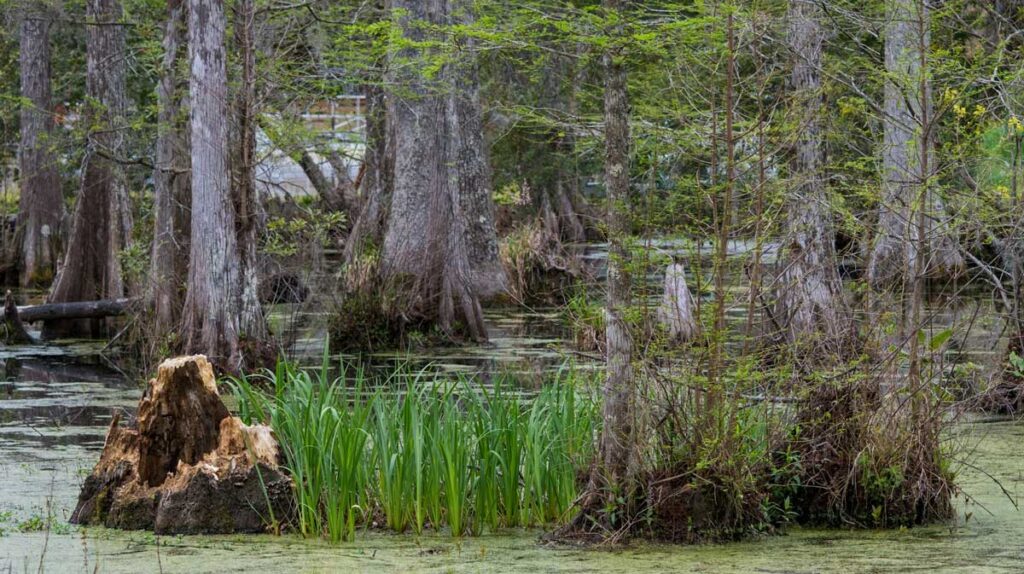 Cypress Gardens near Charleston, South Carolina.