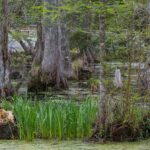 Cypress Gardens near Charleston, South Carolina.