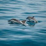 Dolphins are found along much of the South Carolina coast.