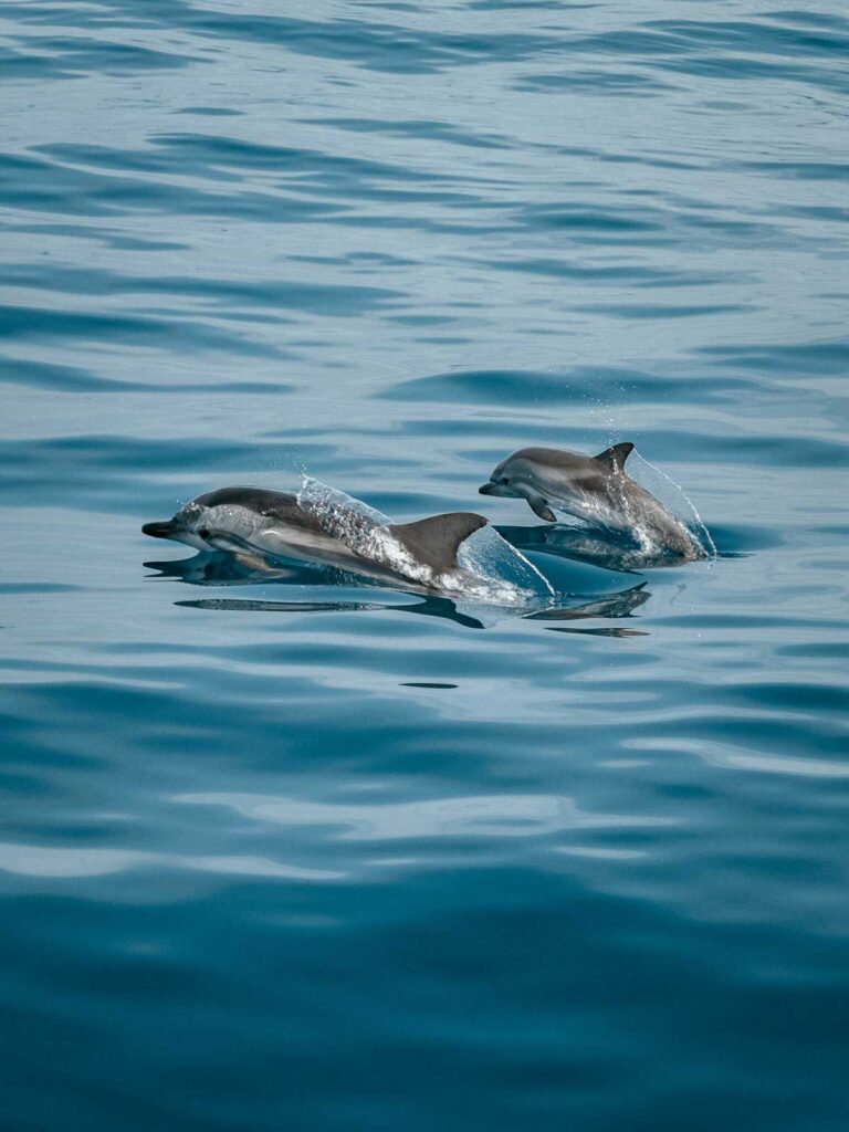 Dolphins are found along much of the South Carolina coast.