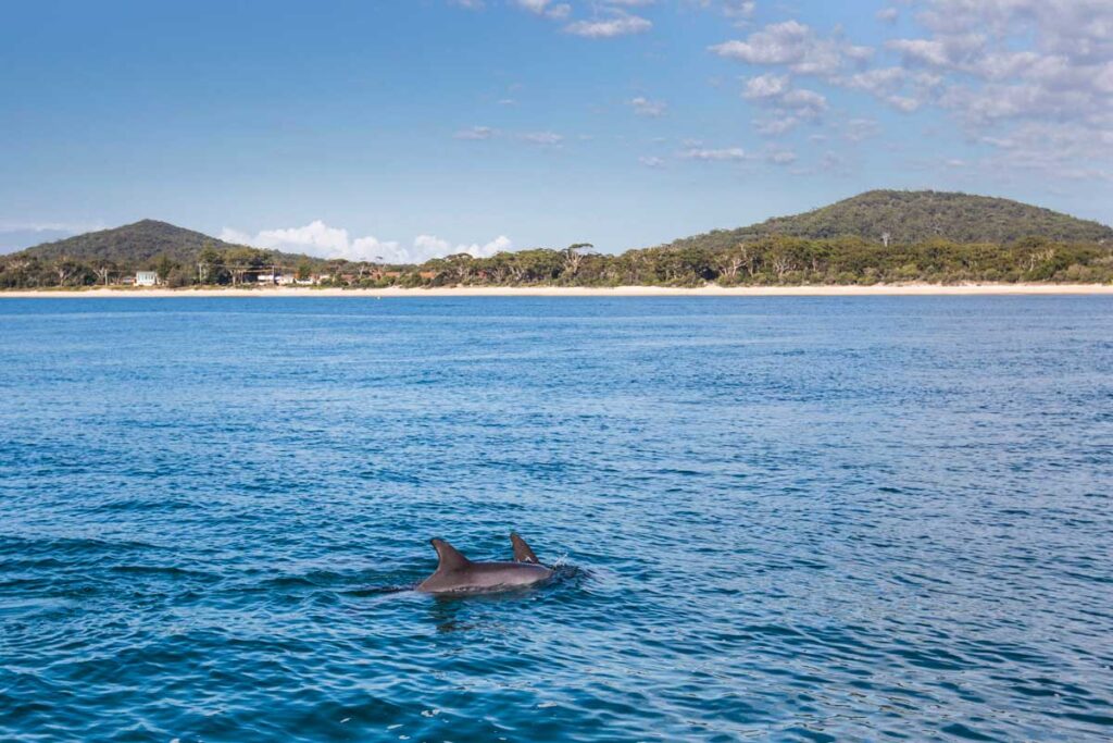 Dolphins swimming in Port Stephens, New South Wales.