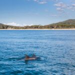 Dolphins swimming in Port Stephens, New South Wales.
