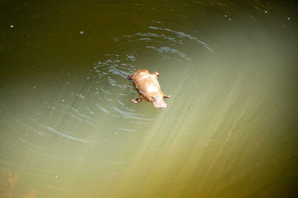 A platypus in Broken River inside Eungella National Park, Queensland.