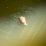 A platypus in Broken River inside Eungella National Park, Queensland.