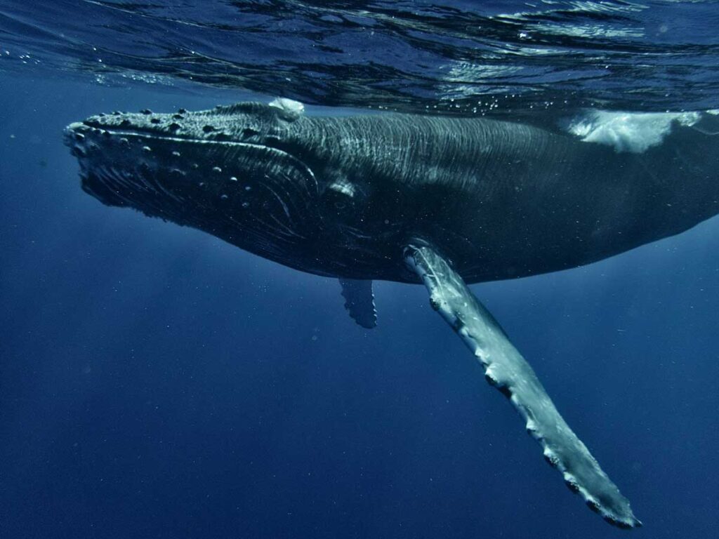 A humpback whale.