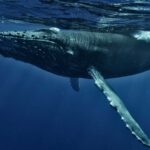 A humpback whale.