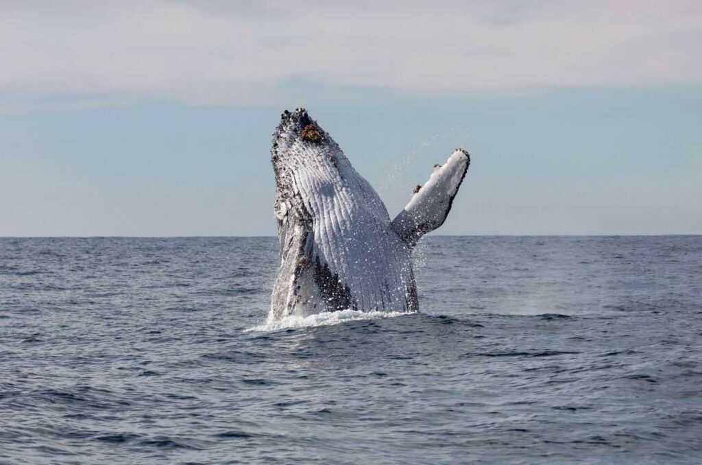 A whale in Jervis Bay, New South Wales.