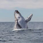 A whale in Jervis Bay, New South Wales.