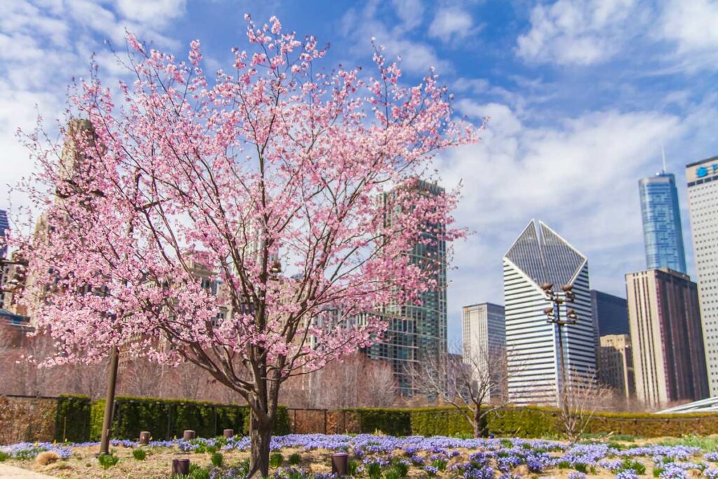 Lurie Garden in Chicago.