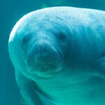 A manatee.