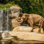 An elephant at Prague Zoo, Czechia.