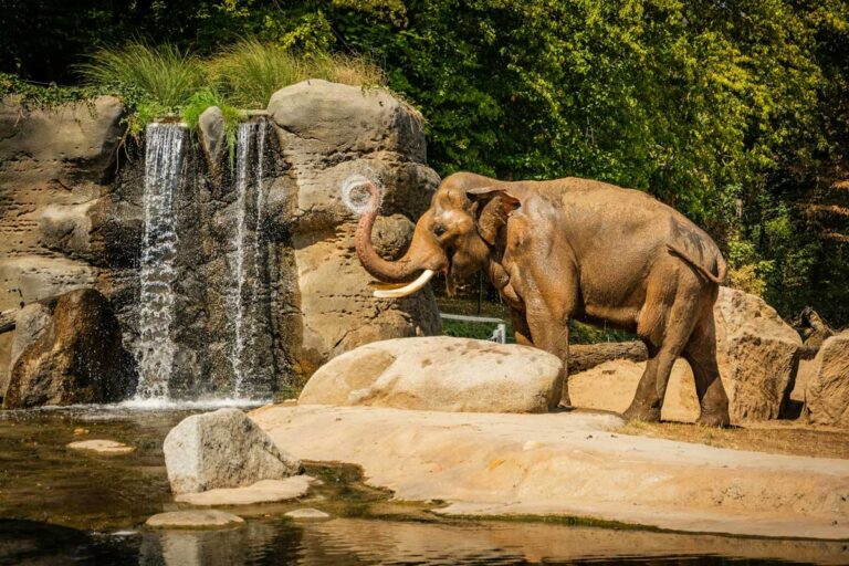 An elephant at Prague Zoo, Czechia.