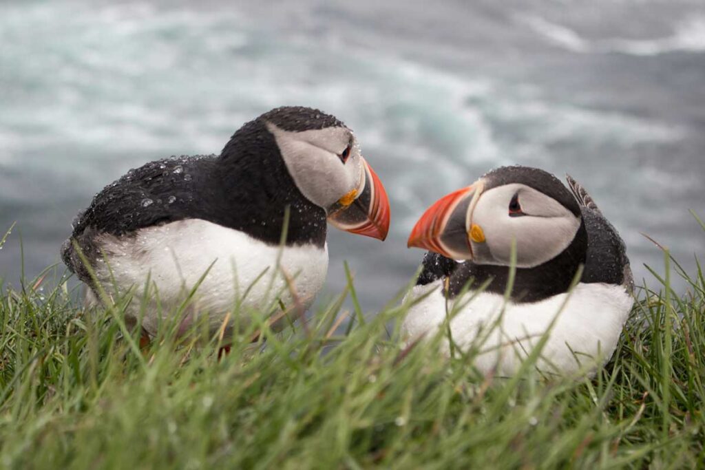 Puffins can be seen all around the Icelandic coast.