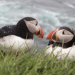 Puffins can be seen all around the Icelandic coast.