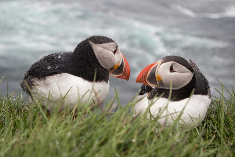 Puffins can be seen all around the Icelandic coast.