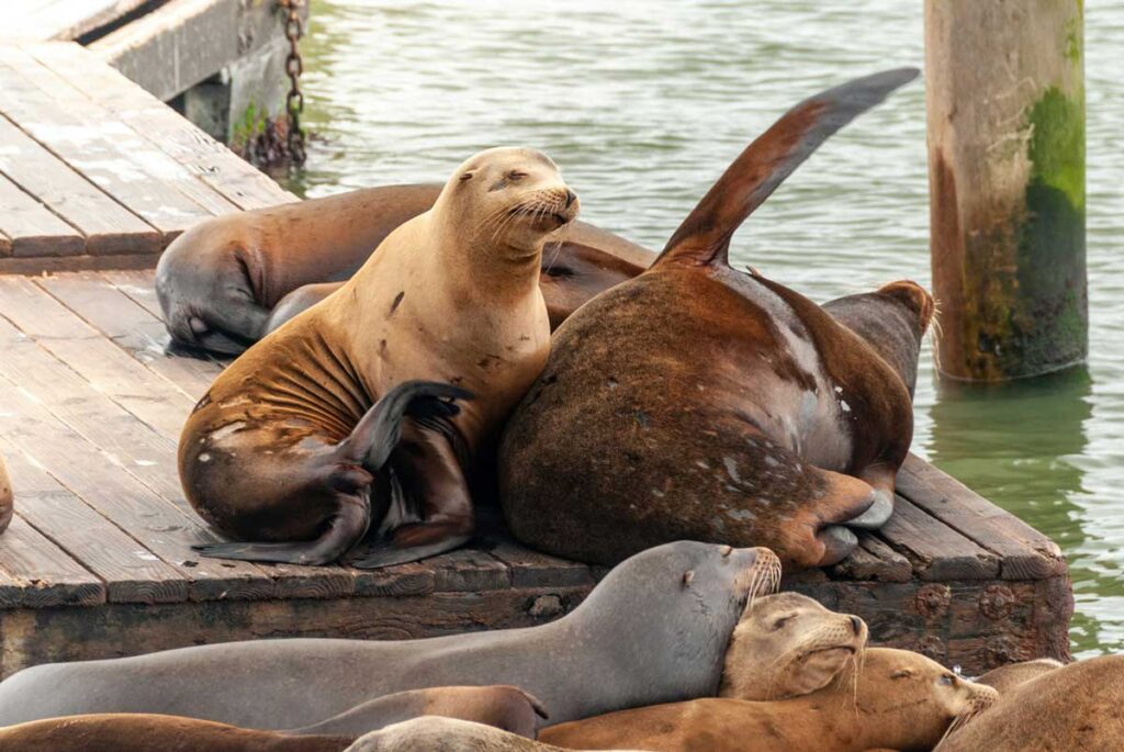 Sea lions at Fisherman's Wharf, San Francisco.