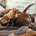 Sea lions at Fisherman's Wharf, San Francisco.