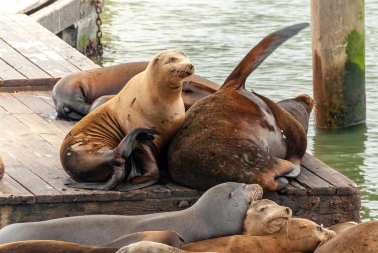 Sea lions at Fisherman's Wharf, San Francisco.
